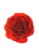 Large Rose on Concord Clip & Brooch Hair Pin
