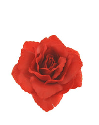 Rose on Concord Clip & Brooch Hair Pin