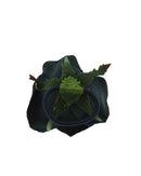 Glitter Rose on Elastic Hair bands