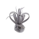 Fascinator on Clip & Brooch Pin