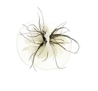 Fascinator on Concord Beak Clip or Aliceband