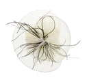 Fascinator on Concord Beak Clip or Aliceband