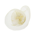 Fascinator on Concord Beak Clip